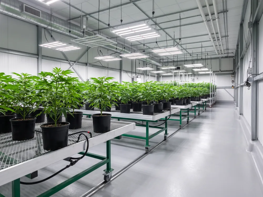 Vegetative grow room with rolling benches above a coved epoxy floor